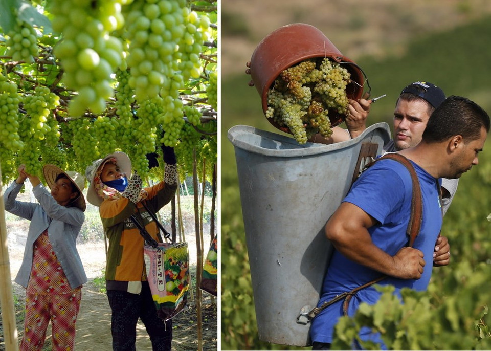 La cueillette de raisins dans la province de Ninh Thuan (gauche) et la cueillette de ce fruit en France, qui ressemble au café vietnamien. 