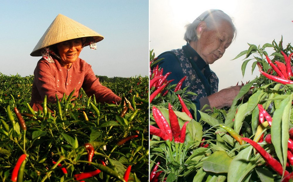 Les similitudes entre les deux vieilles femmes à côté des piments rouges à Quang Ngai (gauche) et au Hebei, en Chine. 