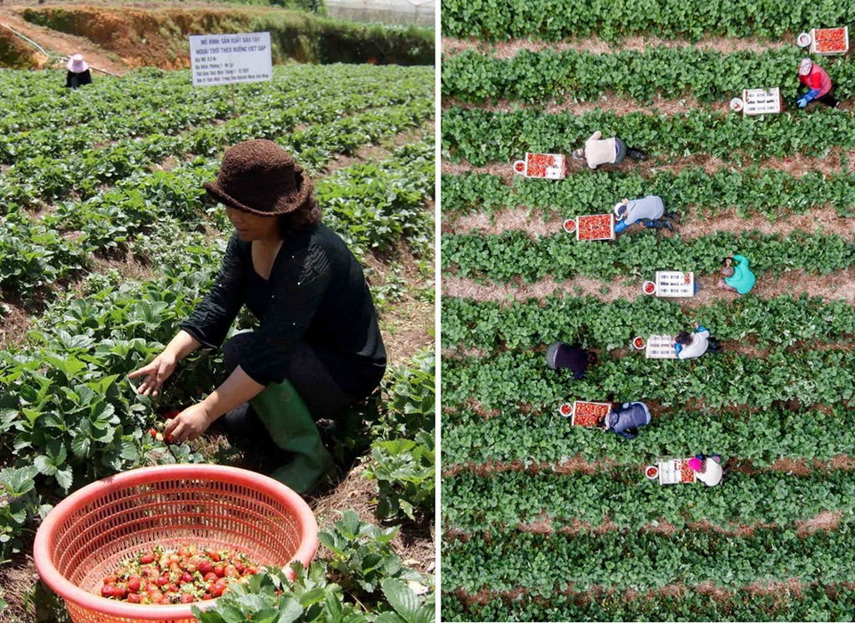 Récolte de fraises dans la province vietnamienne de Lam Dong (gauche) n’est pas si professionnelle ​qu'à Ratisbonne, en Allemagne. 