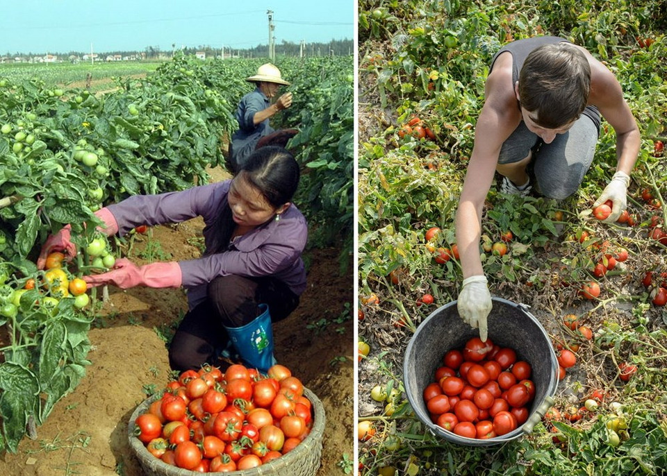 La récolte de tomates à Nghe An (gauche) est très semblable avec la récolte de ce fruit en Pologne. 