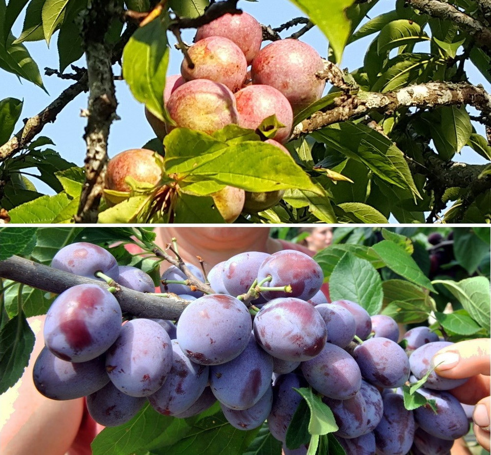 Des prunes mûres de Bac Ha (en haut) sont plus séduisantes que celles cultivées à Bühl, en Allemagne, qui ressemblent à une grappe de raisins. 