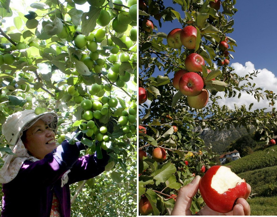 La différence entre le jujube vietnamien (gauche) et celui de la Suisse est la couleur et la taille. 