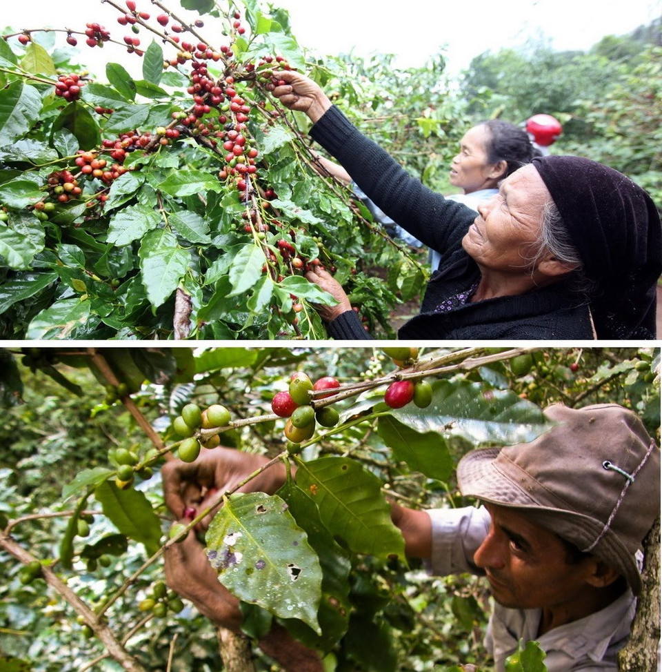 Malgré la distance géographique entre les deux pays, la récolte du café dans la province vietnamienne de Quang Tri (en haut) est très semblable avec celle à Cuba. 