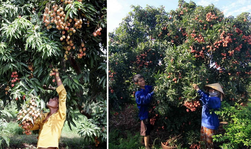Il est très difficile de distinguer la récolte du litchi dans le village indien de Gahi (gauche) et celle dans le district de Thanh Ha, province vietnamienne de Hai Duong. 