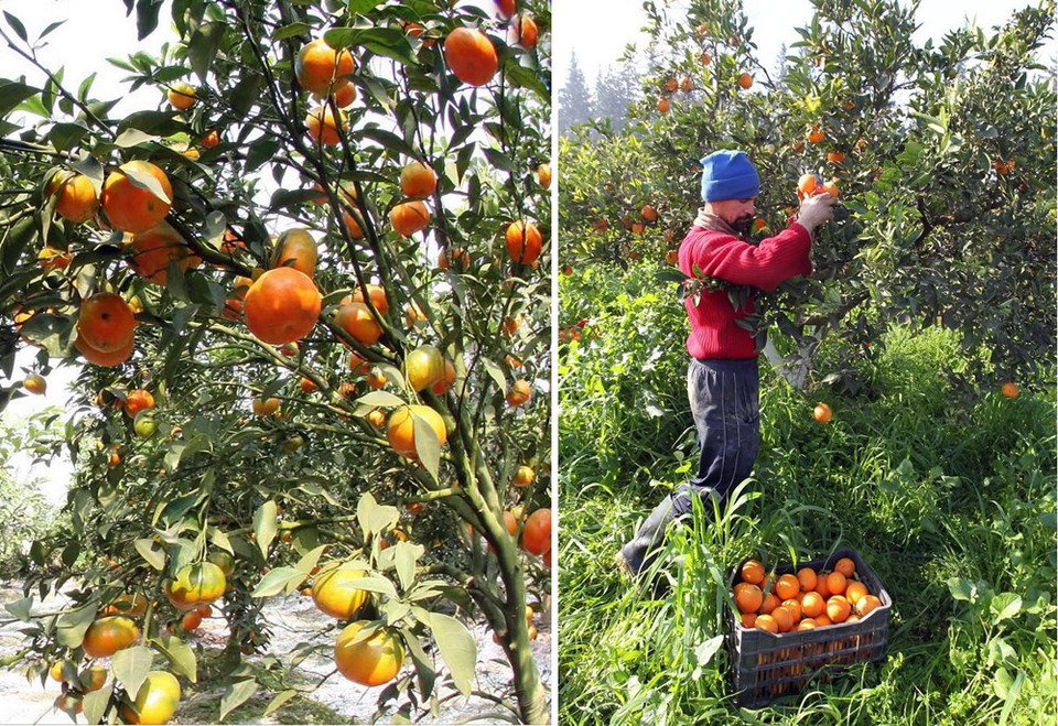 Les orangers chargés de fruits à Hanoi (gauche) et la récolte des oranges en Algérie. 