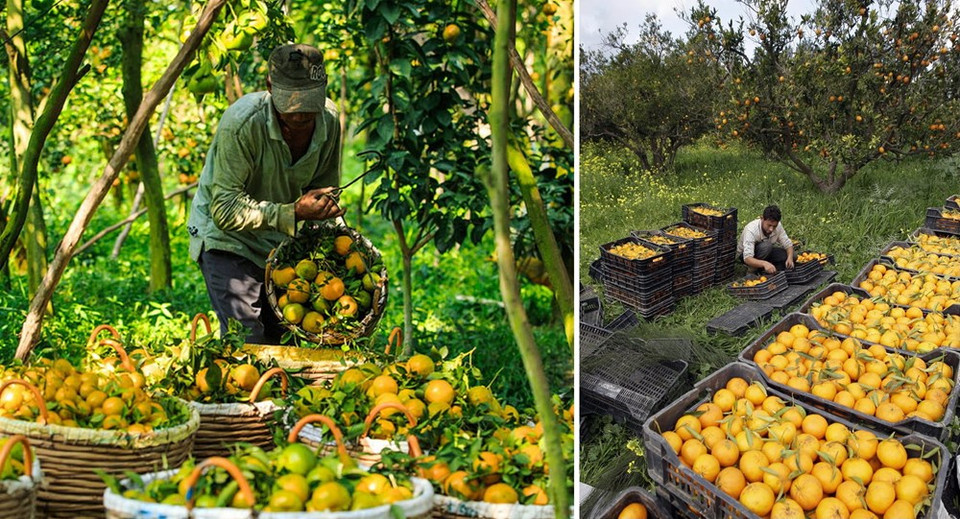 Les mandarines mûres cultivées dans la province vietnamienne de Dong Thap (gauche) ou en Algérie sont toutes très belles. 