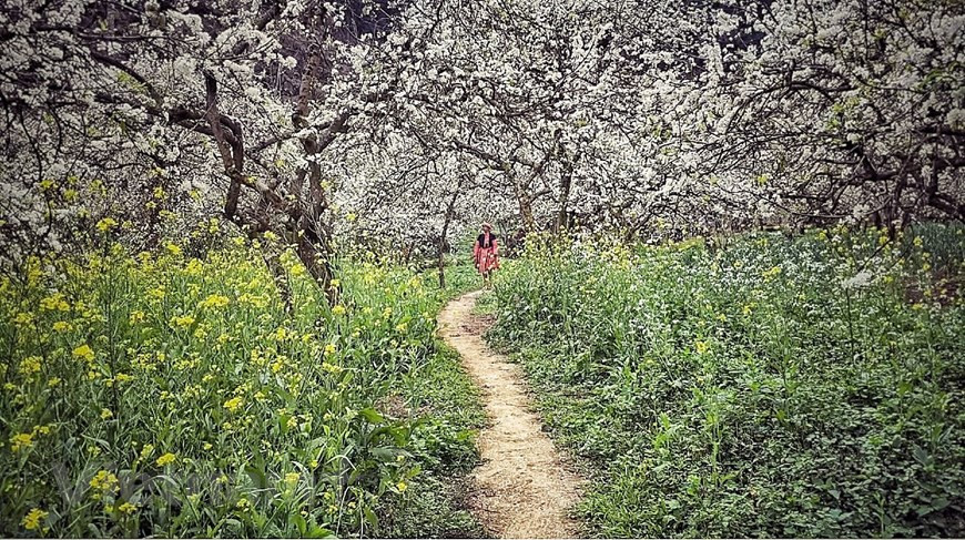 La beauté de Môc Châu, le fraîcheur de son climat et son air pur séduisent les touristes. Photo : VnPlus