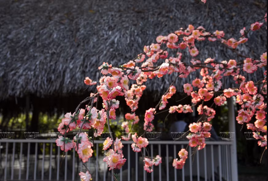Des fleurs de pêchers au printemps séduisant les touristes. Photo : VNP