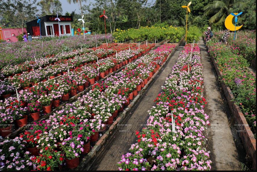 Pots de fleurs pour le Têt traditionnel du Buffle. Photo : VNP