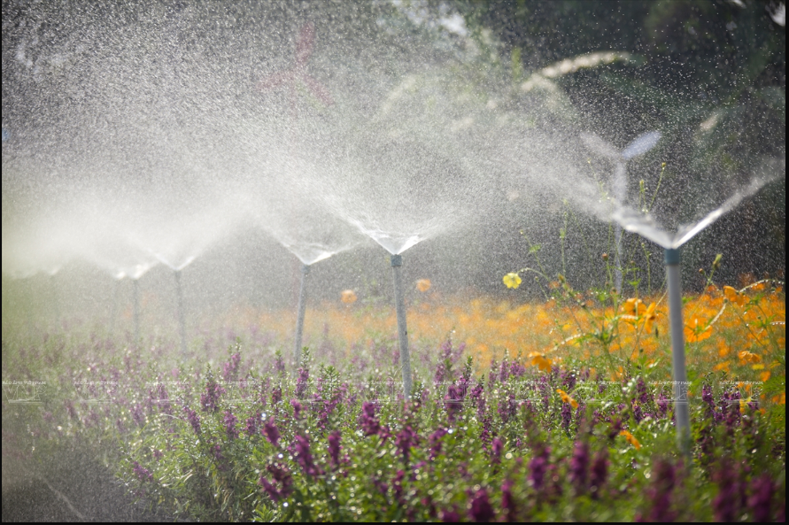 Système d’arrosage automatique. Photo : VNP