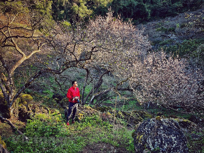 À environ 5 km du bourg de Môc Châu, la vallée de Mu Nau est une autre destination à ne pas manquer. Les visiteurs ont en ce moment l’occasion d’admirer un véritable "paradis blanc". Ce site s’apparente vraiment au "toit" de Môc Châu, avec une superficie totale de plus de 200 ha comprenant des forêts et vergers d’abricotiers de 40 ans et de pruniers de 25 ans. Ciel bleu, nuages blancs, montagnes majestueuses et fleurs de prunier blanches créent une scène fascinante. Les voyageurs s’immergent dans la forêt de pruniers en fleurs. Photo : VnPlus