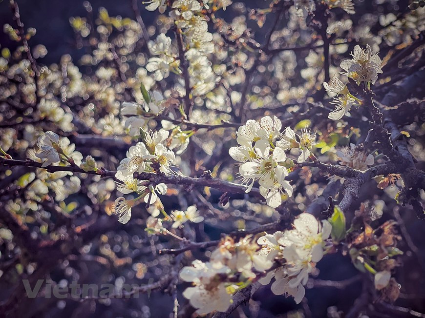 Les jardins de pruniers sont remplis des couleurs blanches de ces fleurs, en raison d’un climat plus tiède. Photo : VnPlus
