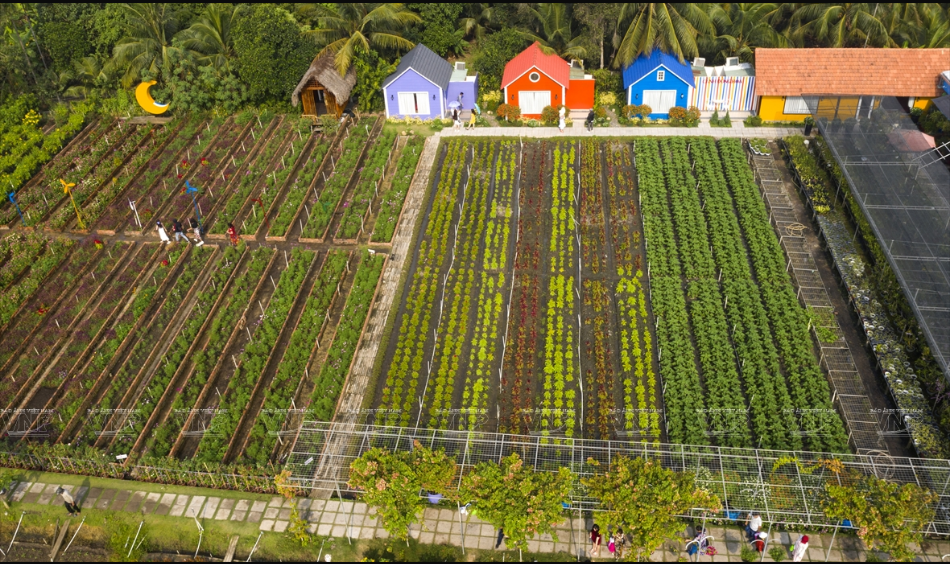 Sur une superficie de 14.000 m², les fleurs sont multicolores à l’époque du printemps. Photo : VNP