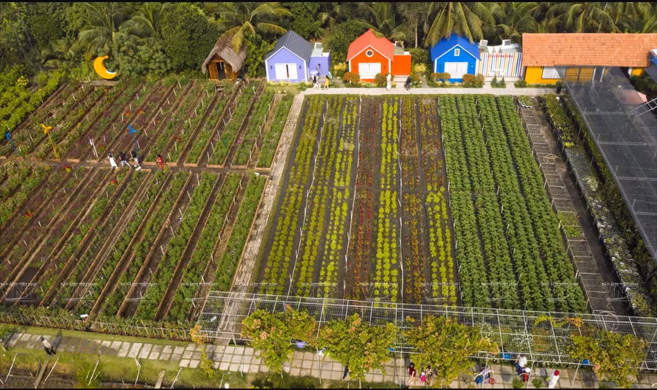 Sur une superficie de 14.000 m², les fleurs sont multicolores à l’époque du printemps. Photo : VNP