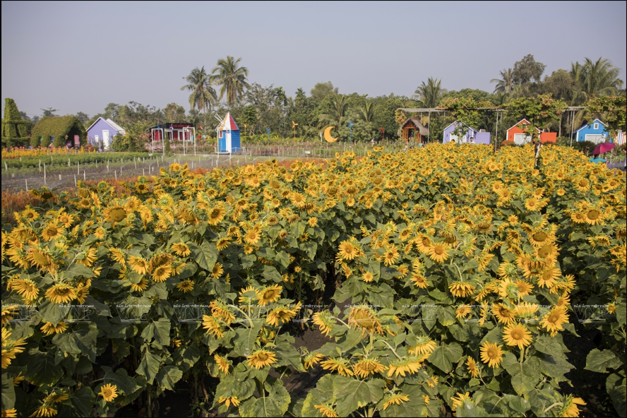 Champs de tournesols fleuris. Photo : VNP