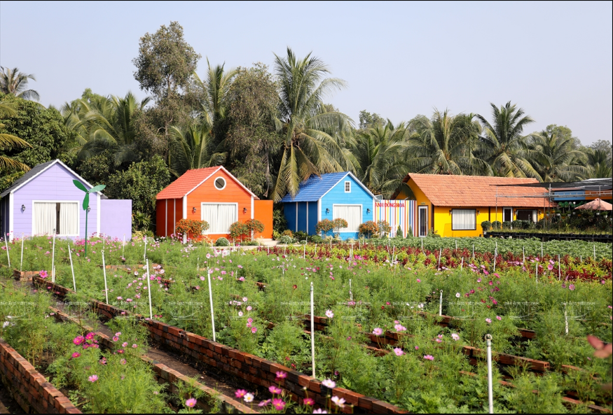 De fleurs multicolores attirant l’attention des touristes. Photo : VNP