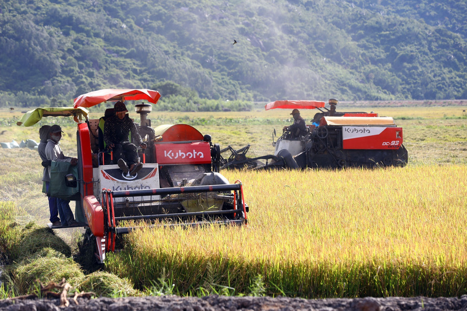 Récolte du riz d'été-automne dans la ville de Dong Hoa. Photo : VNA