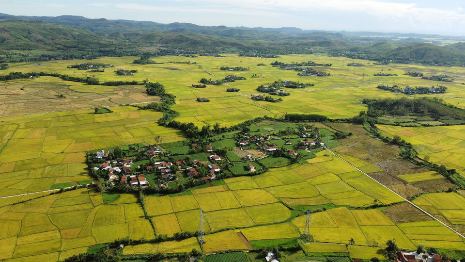 Rizières de la commune de Hoa Quang Bac, district de Phu Hoa, peu avant la récolte d'été-automne. Photo : VNA