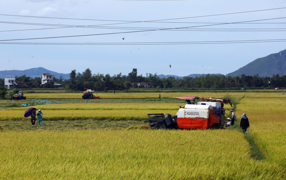 Des habitants du district de Tay Hoa récoltent le riz d’été-automne. Photo : VNA