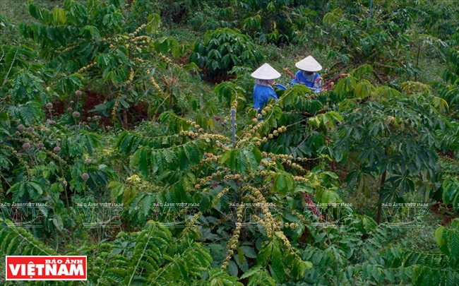Les caféiers sont cultivés dans de bonnes conditions.