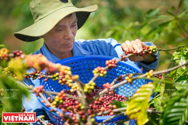 Les agriculteurs récoltent à la main.