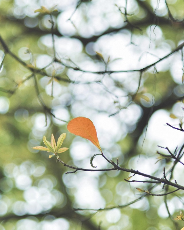 En hiver, quand la luminosité et les températures baissent, certaines feuilles deviennent alors jaunes, oranges et rouges. 