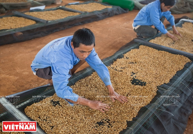 Séchage des grains de café.