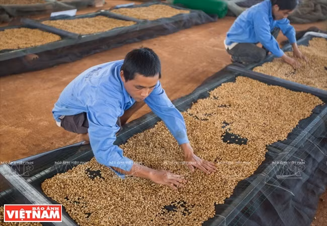 Séchage des grains de café.