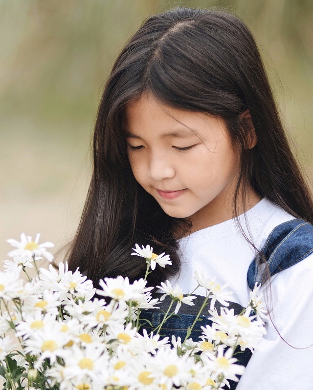 Les camomilles sauvages sont les messagères de l’hiver de Hanoï.