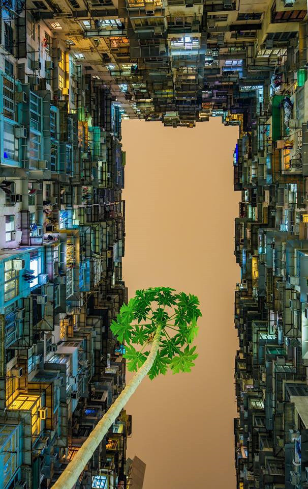 “Germe de vie”, premier prix, de Tran Vu Quang Duy (Ho Chi Minh-Ville)