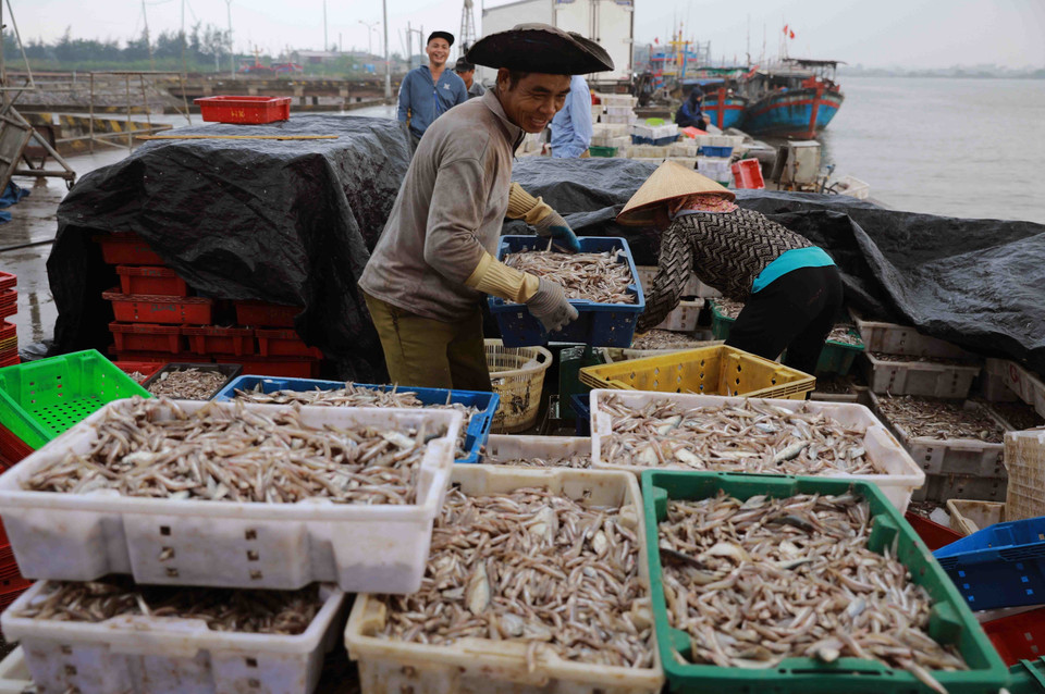 Transport des produits aquatiques au port de pêche de Ninh Co dans le district de Hai Hau, province de Nam Dinh (Nord).