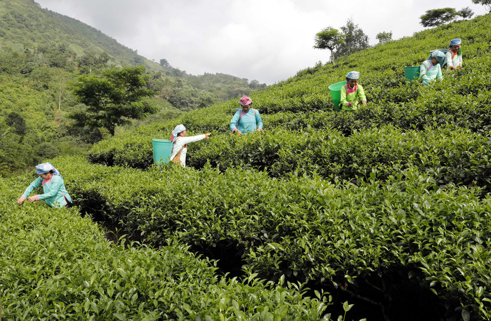 La famille de Mme Phan Thi Vui, ethnie Giay du village de Dong Cam, commune de Lung Vai, district de Muong Khuong, province de Lao Cai (Nord), a emprunté un capital préférentiel pour planter deux hectares de thé.