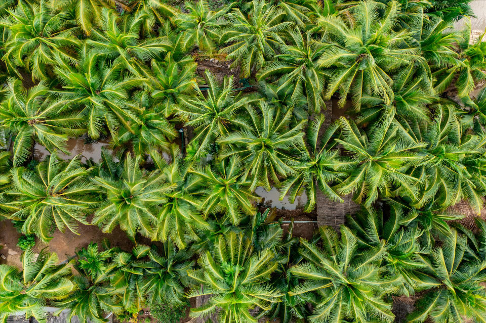 La beauté des cocotiers vu d’en haut.