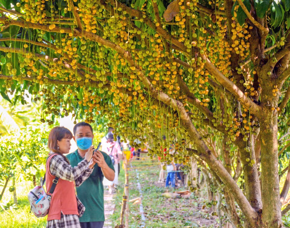 Les fraises de Cai Tau de la commune de Nguyen Phich, district d'U Minh, sont depuis longtemps devenues une spécialité attirant les touristes.
