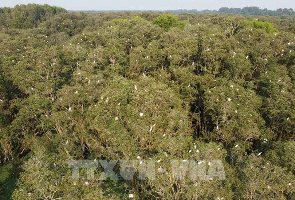 La forêt de Tra Su protège et préserve plusieurs centaines d’espèces animales et végétales de la région du Delta du Mékong. Abritant 140 types de plantes, 70 espèces d’oiseaux, ainsi que de nombreux autres animaux, reptiles et poissons, la biodiversité de Tra Su est très riche.