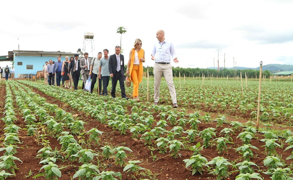 Le 30 mai 2017, lors de sa visite au Vietnam, la reine des Pays-Bas Maxima a visité le modèle de production agricole propre dans le district de Don Duong et dans la ville de Da Lat, province de Lam Dong (Hauts Plateaux du Centre). 