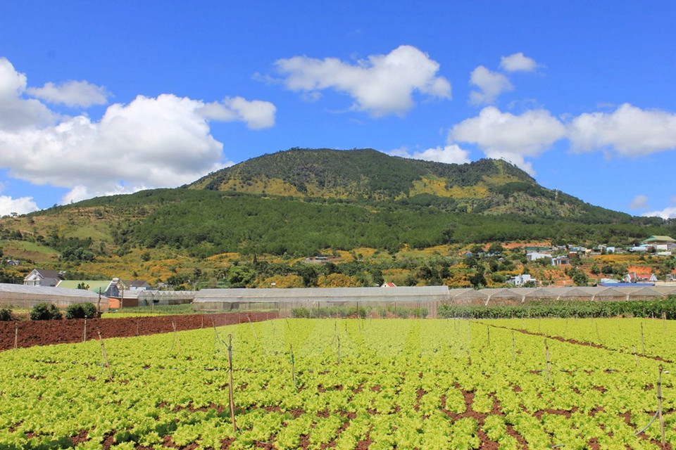 Le tournesols sauvages fleurissent le long des coteaux.
