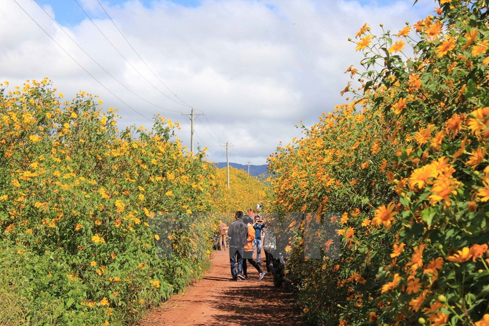 Une route pleine de tournesols sauvages.
