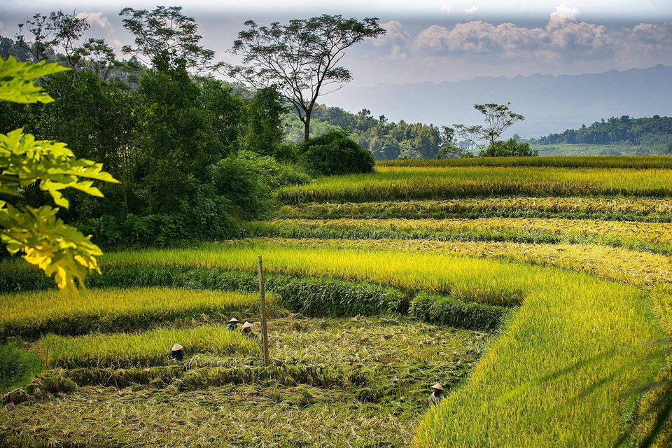 Les rizières en terrasses sont considérées comme une « spécialité » de la région Nord-Ouest. Elles apportent non seulement une valeur économique avec les produits agricoles récoltés, mais constituent également une attraction touristique très appréciée.