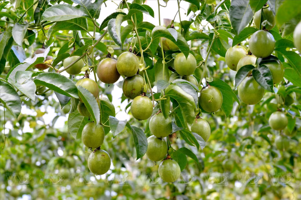 Le fruit de la passion est une culture clé de Gia Lai, à la grande valeur d'exportation.