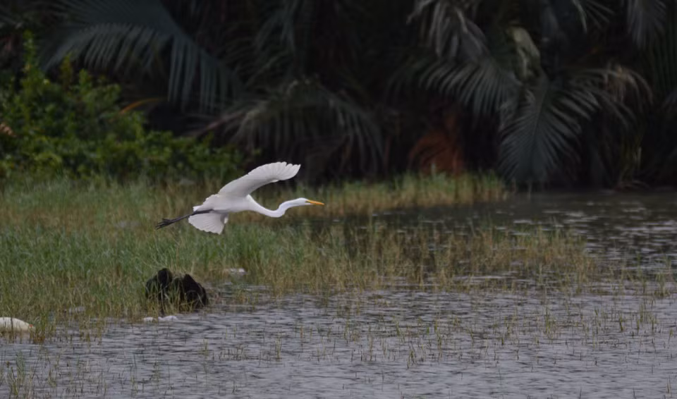 Une aigrette en vol le long de la rivière Han (quartier de Hoa Cuong Bac, arrondissement de Hai Chau, ville de Da Nang). 