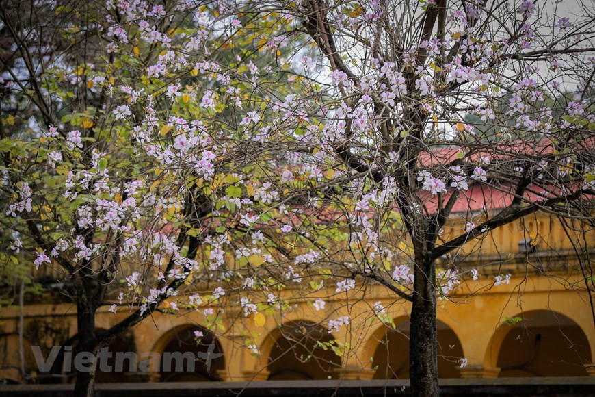 Plusieurs personnes tombent amoureuses de la beauté des fleurs de bauhinie. Elles apportent l’ambiance des montagnes, une beauté romantique, douce au début du printemps. 