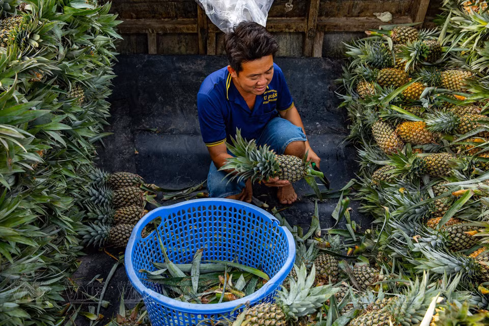 Les ananas sont transportés par voie fluviale au marché flottant de Nga Nam où les commerçants viennent les acheter.