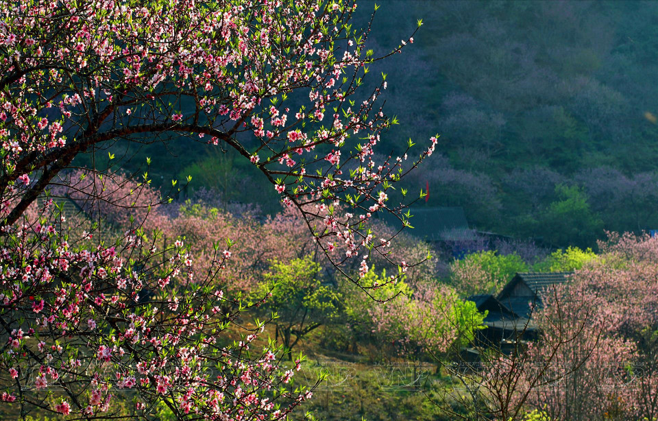 Au printemps, Moc Chau est au pinacle de sa beauté grâce aux à la spectaculaire floraison des pruniers.