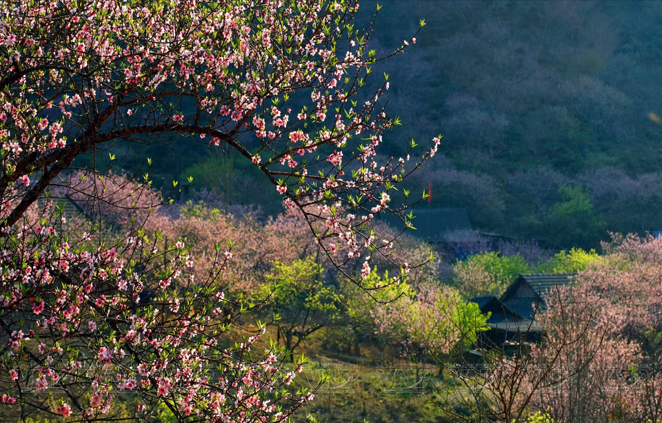 Au printemps, Moc Chau est au pinacle de sa beauté grâce aux à la spectaculaire floraison des pruniers.
