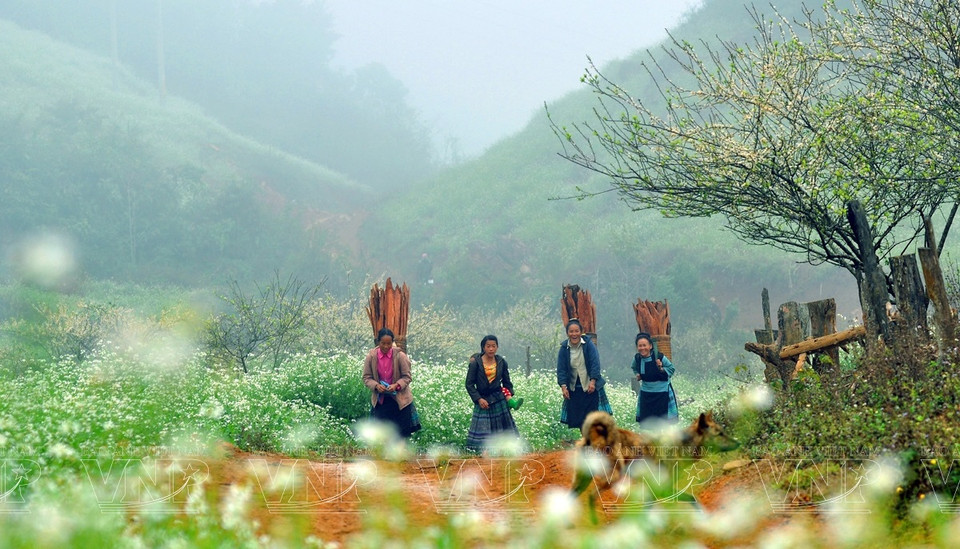 Grâce à son magnifique paysage naturel, Moc Chau crée une attraction touristique particulière. 