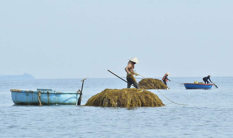 À partir de 05h00 du matin, les pêcheurs du village de Chau Thuan Bien, commune de Binh Chau, province de Quang Ngai (Centre), utilisent des bateaux-paniers ou "thuyen thung" en vietnamien pour se rendre sur les récifs, à environ 500-800m de l’îlot Nhan, pour exploiter cette spécialité naturelle. 