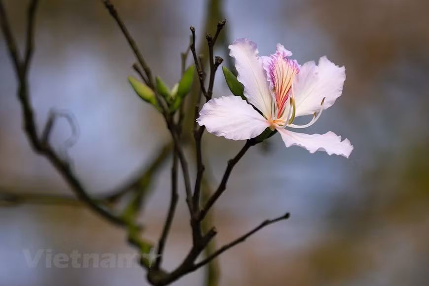 D’une hauteur de deux à six mètres, l’arbre a une écorce grise et verruqueuse. Les fleurs, regroupées en racèmes axillaires, sont de couleur violette, blanche et rouge, à quatre pétales de forme ovale, et délicieusement parfumées. 