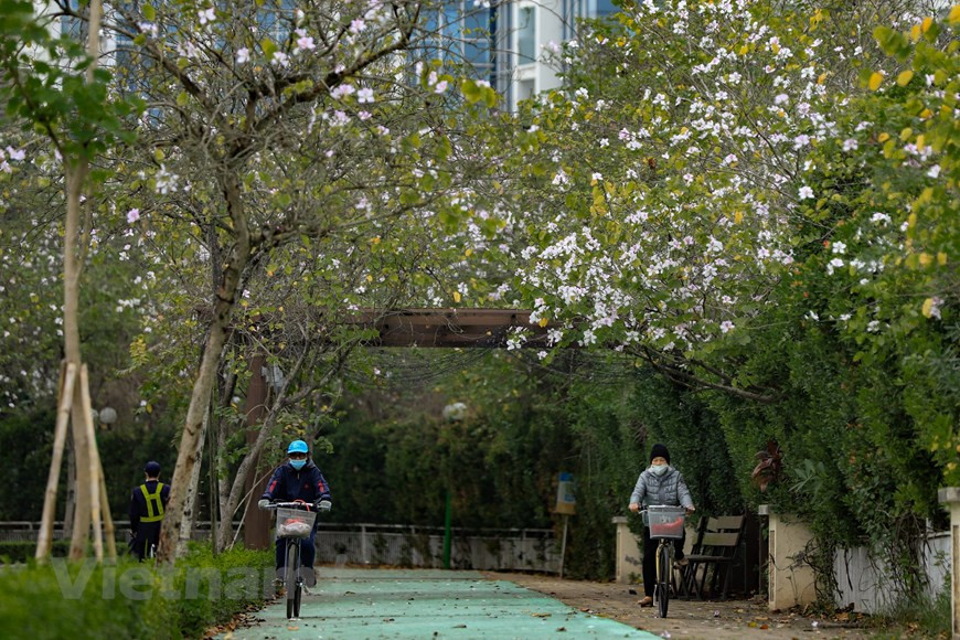 Ces jours-ci, non seulement les forêts et les montagnes dans le Nord-Ouest du pays, plusieurs rues de Hanoï sont aussi recouvertes de fleurs de bauhinie. 