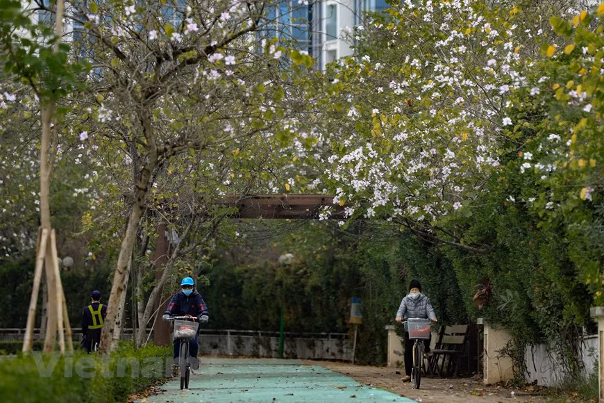 Ces jours-ci, non seulement les forêts et les montagnes dans le Nord-Ouest du pays, plusieurs rues de Hanoï sont aussi recouvertes de fleurs de bauhinie. 